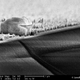 Illustration for article titled 16 Incredible Animals and Landscapes You Can Only See With a Microscope